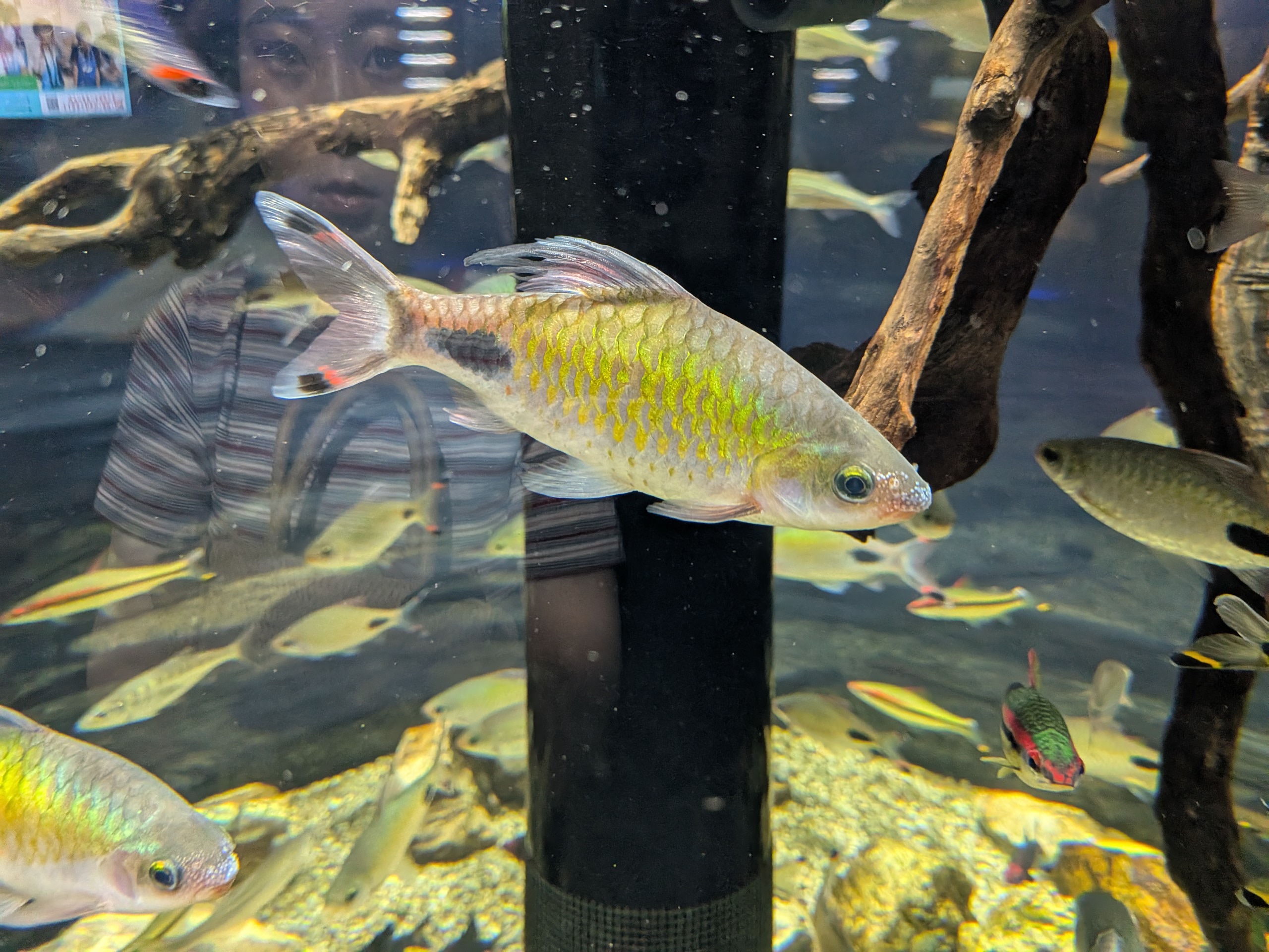 カワスイ 小型魚